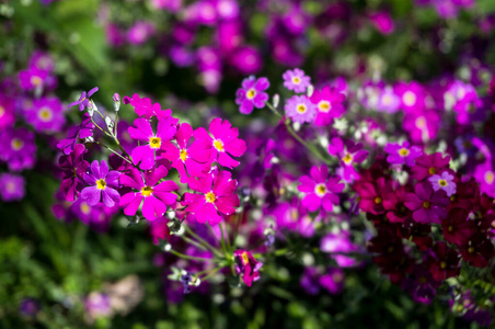 花坛上粉红色小花的特写镜头图片