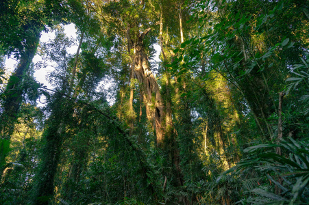 热带雨林，常绿乔木覆盖着苔藓