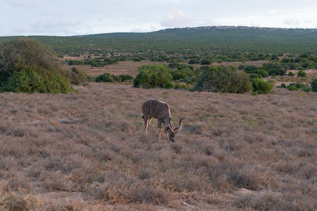 雄性库杜羚羊，有螺旋角，在野外吃草