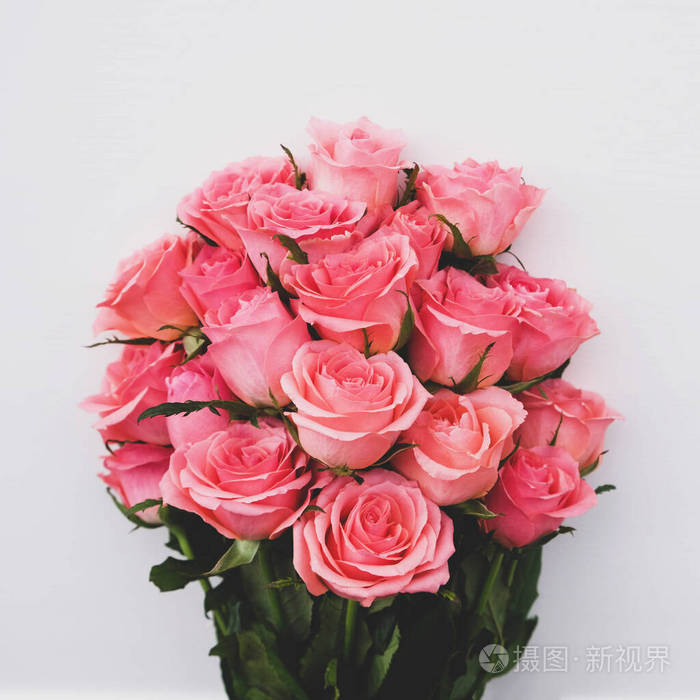 白色背景下盛开的一束美丽的粉红色玫瑰