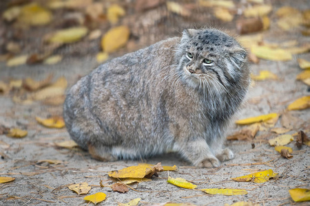 帕拉斯猫