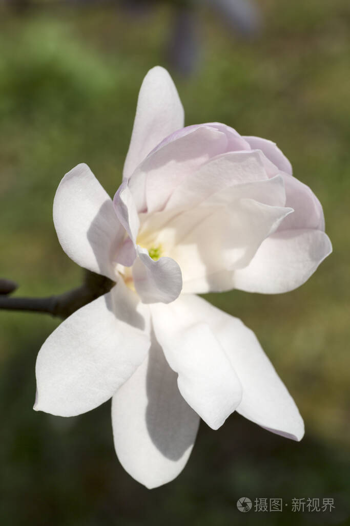 一朵白色的木兰花在花园里开花的树特写