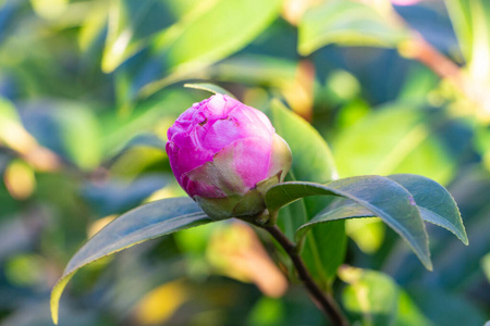 山茶花的粉红色芽花图片