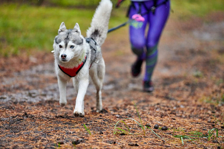 犬只混血比赛