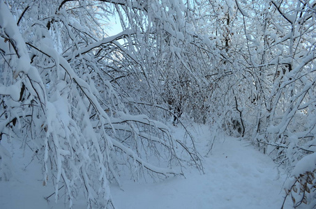 山上覆盖着白霜和雪的树木图片