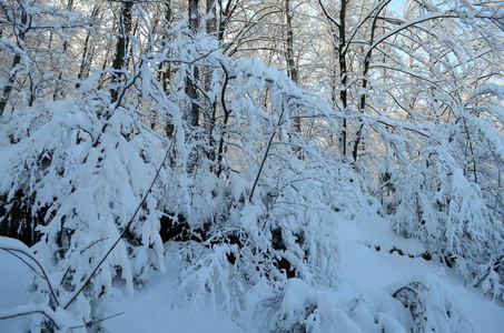 山上覆盖着白霜和雪的树木