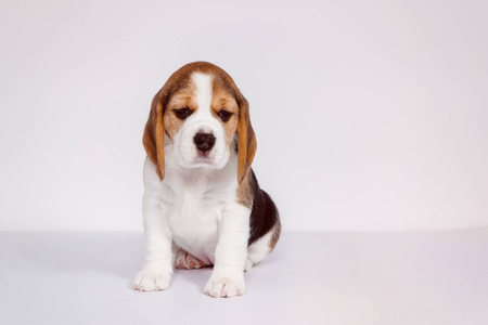 白色背景的小狗小猎犬。