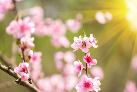 粉红色的樱花树，阳光普照。春季背景粉色花朵