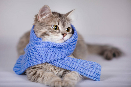 灰色小猫戴着蓝色手工编织围巾.照片