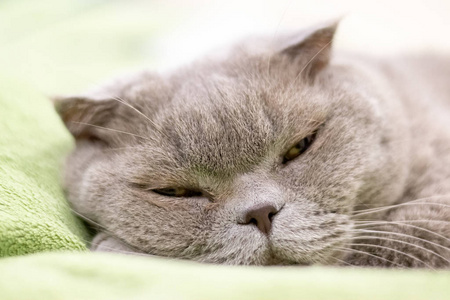 一只灰色的苏格兰折叠猫眯着眼睛在绿色格子布上打瞌睡。选择性聚焦。特写视图