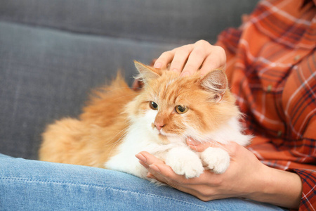 漂亮的年轻女人和可爱的猫坐在家里的沙发上