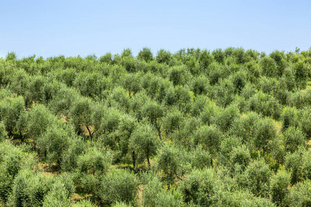 领域的橄榄树图片