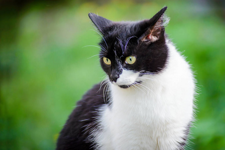 一只黑白相间的猫在模糊的绿色背景上的肖像