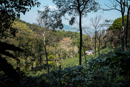 亚洲大树下的咖啡种植园