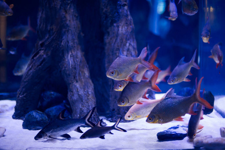 水族馆中热带鱼的水下图像