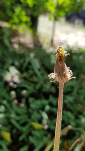 植物 盛开 花序 环境 花园 草本植物 特写镜头 生长 纹理