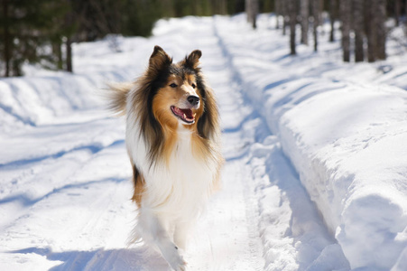 粗糙的牧羊犬在雪地里奔跑图片