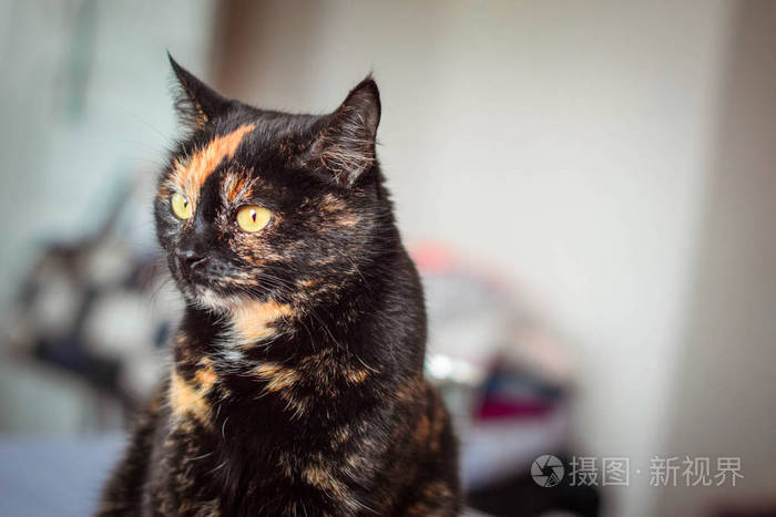 玳瑁三色猫.闭合