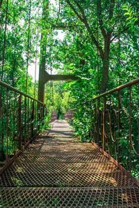 楼梯 灌木丛 旅行 自然 步行 风景 伍兹 通路 夏天 森林