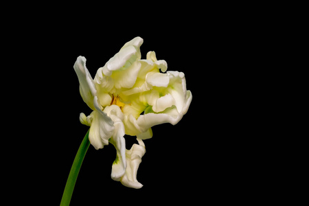 White green yellow veined bright open parrot tulip blossom 