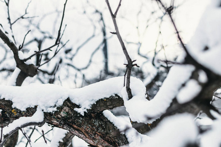 奇怪的树枝上覆盖着雪。冬季背景。