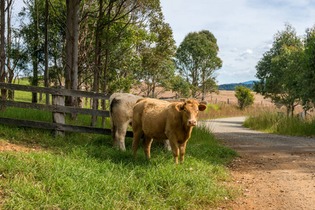 母牛在路两头红母牛站在绿色长廊中的乡村景观照片