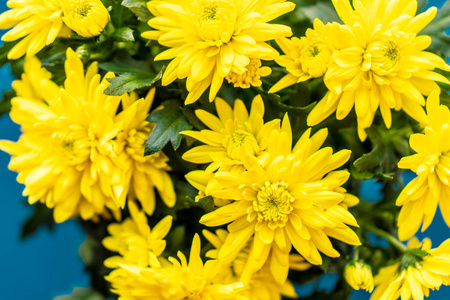 一束黄色的菊花在经典的蓝色背景上。经典蓝色上的黄色花朵。一盆黄色的菊花，背景是经典的蓝色。三月八日和三月八日的菊花束
