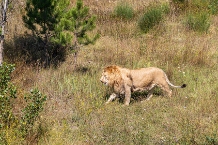 狮子 动物群 捕食者 大草原 鬃毛 游猎 哺乳动物 猫科动物