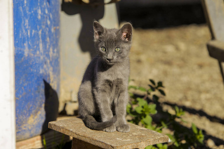 肖像 猫科动物 基蒂 可爱极了 斑猫 宠物 美丽的 小猫