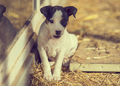 毛皮 杰克 美丽的 猎犬 犬科动物 特写镜头 自然 眼睛