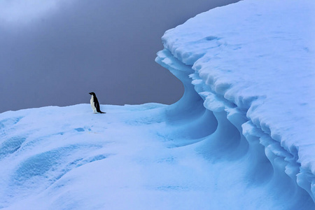 阿德里企鹅蓝冰山特写夏洛特湾南极洲