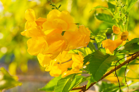 长者 植物 花粉 自然 分支 小号 园艺 美丽的 花园 泰国