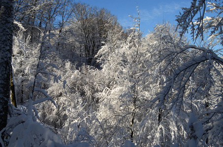 山上覆盖着白霜和雪的树木