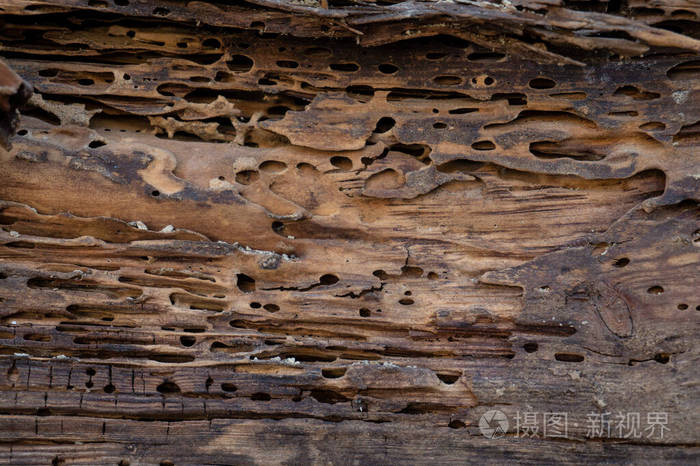 老木材被小蠹虫破坏