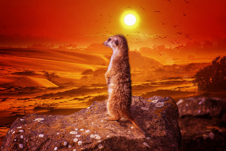 日落时，猫鼬苏瑞卡塔站在石头上眺望远方。非洲本地动物，猫鼬科的小型食肉动物。这是野生动物照片。