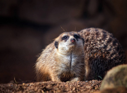 非洲本地动物,猫鼬科的小型食肉动物.