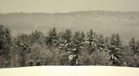 木材 旅行 自然 场景 冷杉 风景 冬天 天空 公园 圣诞节
