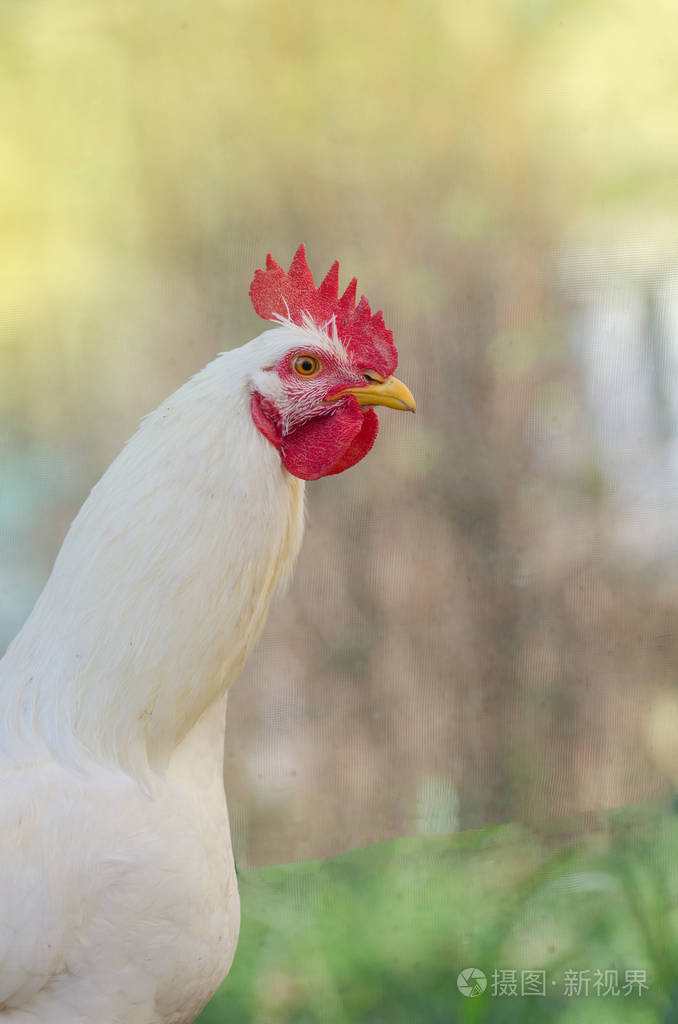 特写头公鸡鸡头特写镜头