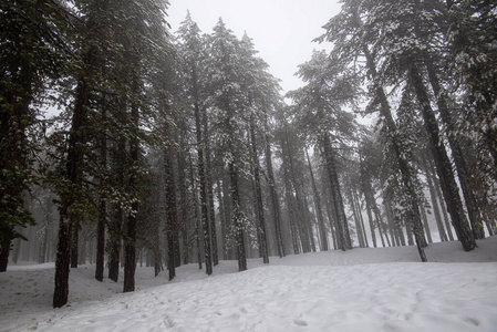 雪山冬季森林景观图片