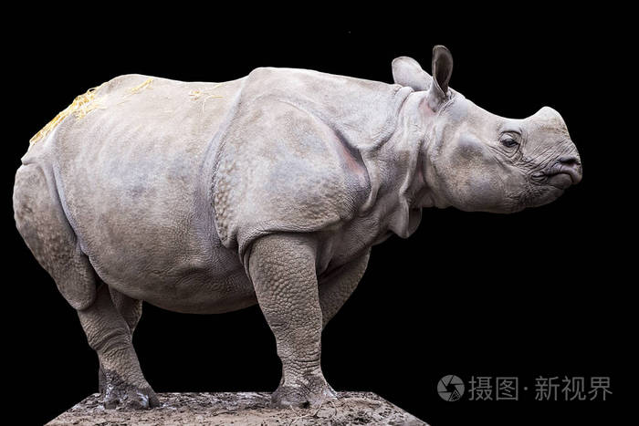 年轻的雄性印度或更大的独角犀牛