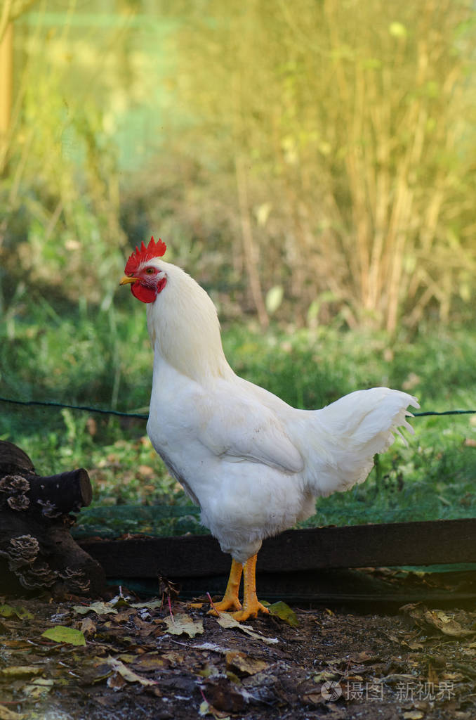 阳光明媚的夏日白公鸡在户外