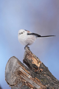 山雀 航班 野生动物 蓝天 天空 动物 冬天 可爱的 自然