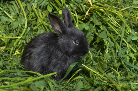 黑色小兔子。毛茸茸可爱的小兔子