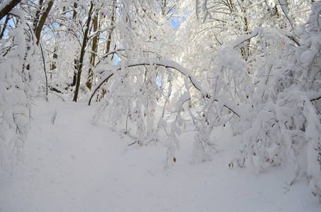 山上覆盖着白霜和雪的树木