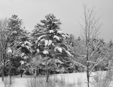 场景 风景 森林 美女 公园 美丽的 冬天 古老的 植物