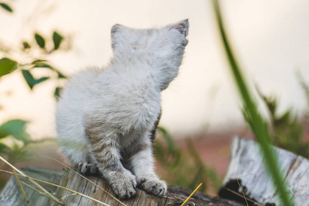 花园里的小猫。米黄色泰国猫