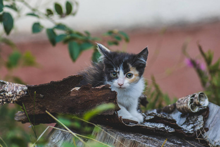 小猫坐在草地上。夏日花园里的猫