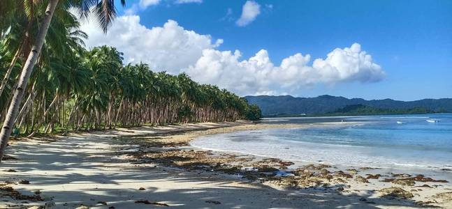 夏威夷 天空 风景 椰子 海岸 加勒比 夏天 自然 假期