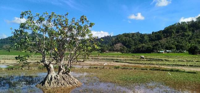 夏天 松木 天空 植物 草地 自然 古老的 旅行 风景 橄榄