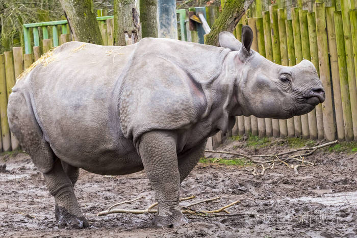 年轻的雄性印度或更大的独角犀牛